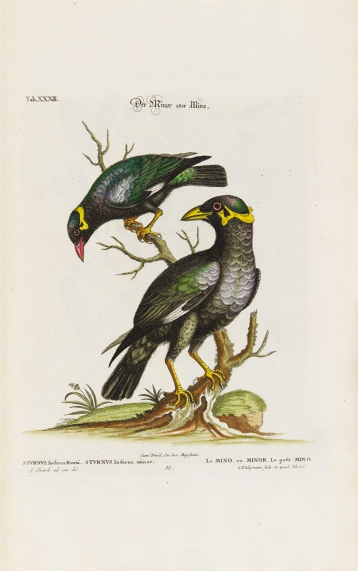 Seligmann, Johann Michael: Verzameling van uitlandsche en zeldsaame vogelen, benevens eenige - Bild 10 aus 14