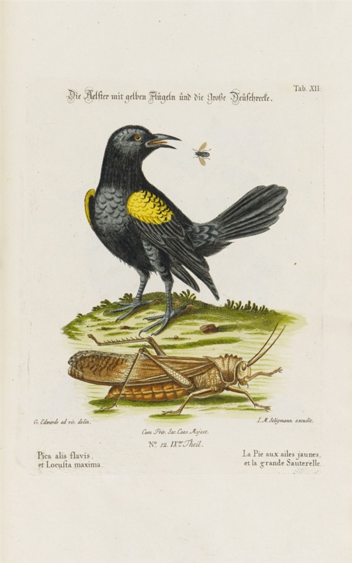 Seligmann, Johann Michael: Verzameling van uitlandsche en zeldsaame vogelen, benevens eenige - Bild 2 aus 14