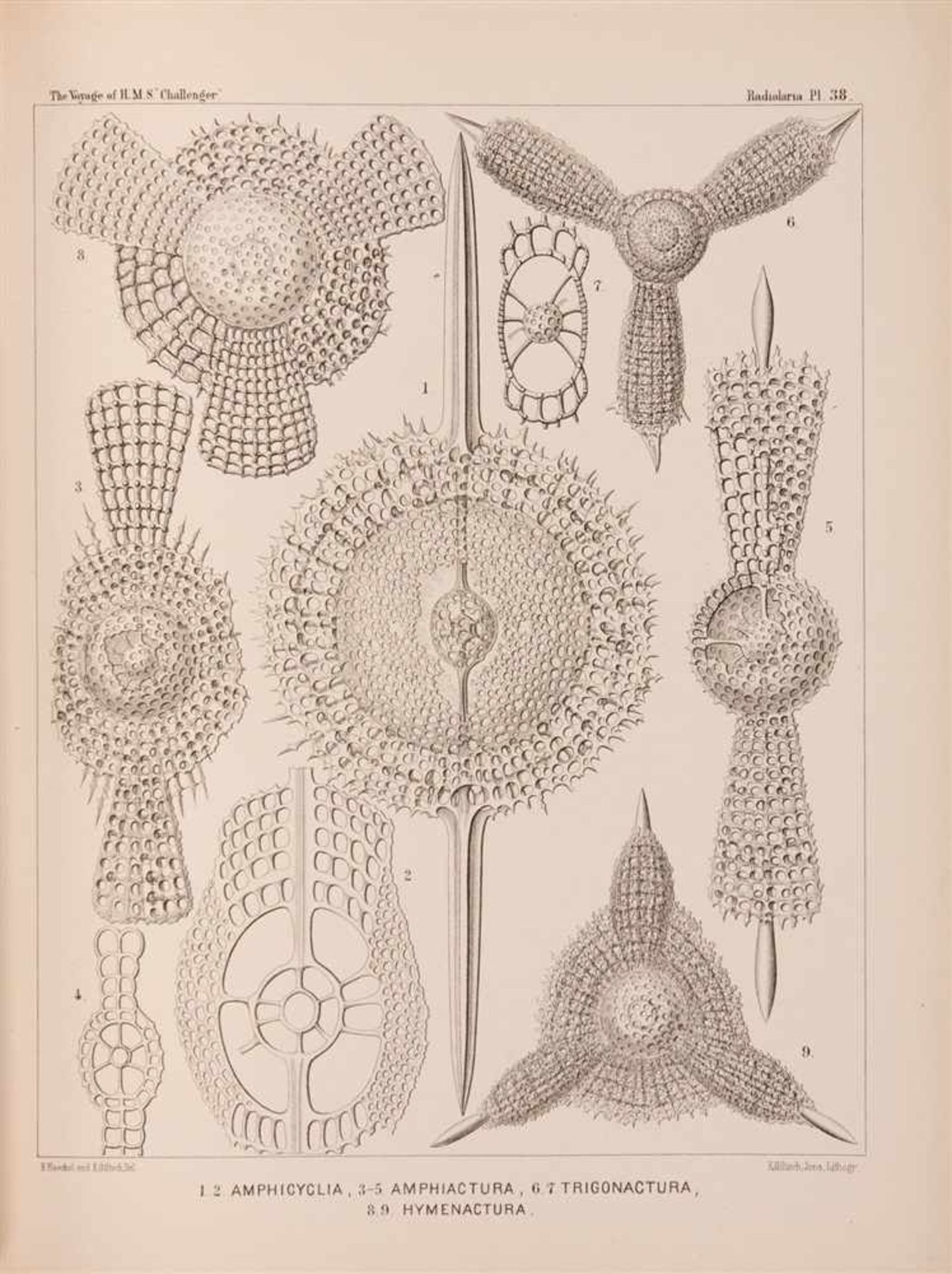 Haeckel, Ernst: Report on the Scientific Results of the Voyage of H.M.S. Challenger during the years - Bild 6 aus 6