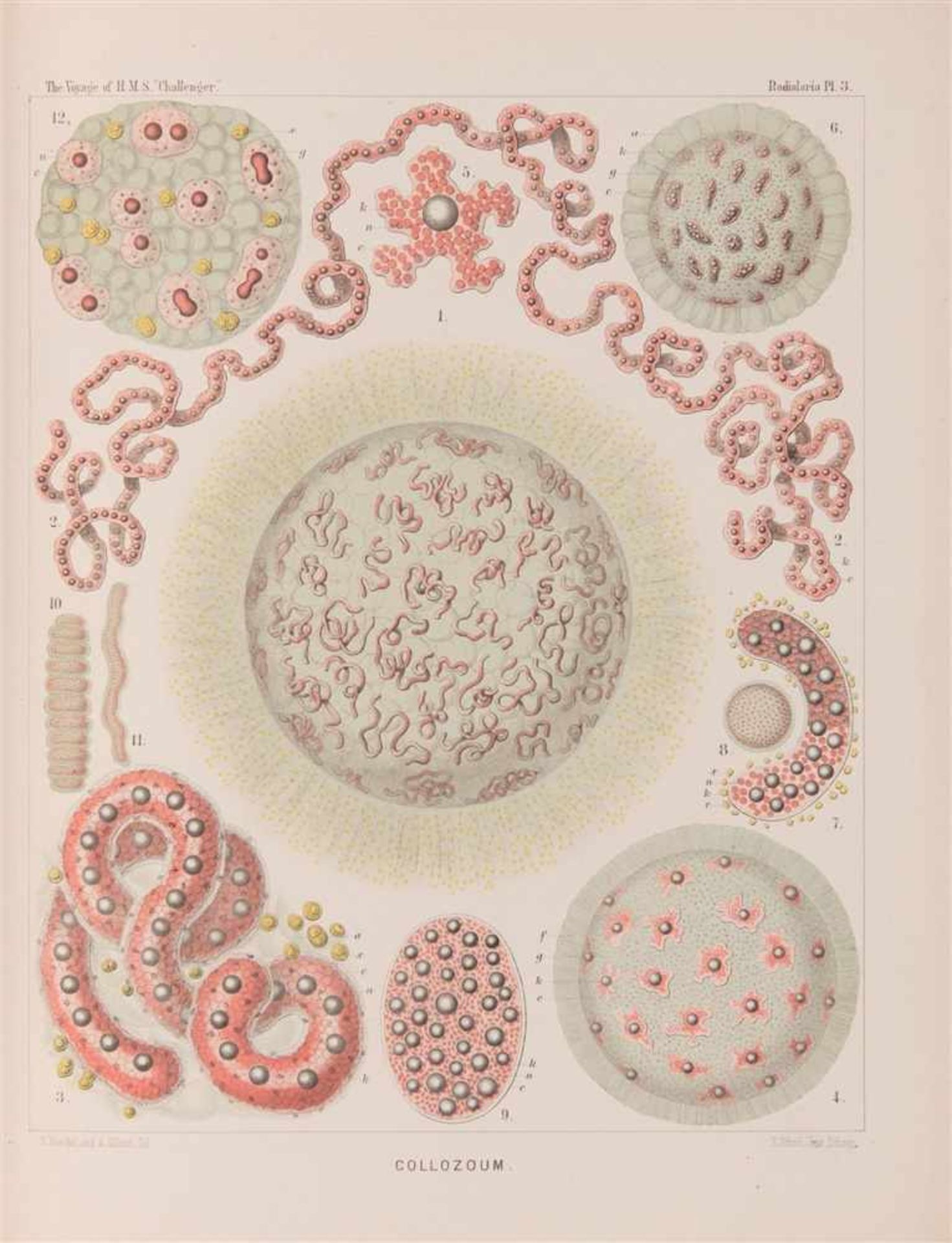 Haeckel, Ernst: Report on the Scientific Results of the Voyage of H.M.S. Challenger during the years - Bild 4 aus 6