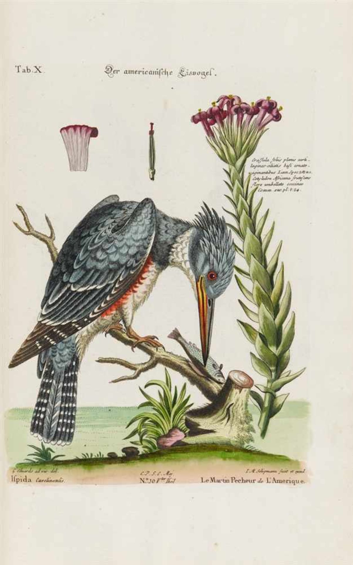 Seligmann, Johann Michael: Verzameling van uitlandsche en zeldsaame vogelen, benevens eenige - Bild 3 aus 14