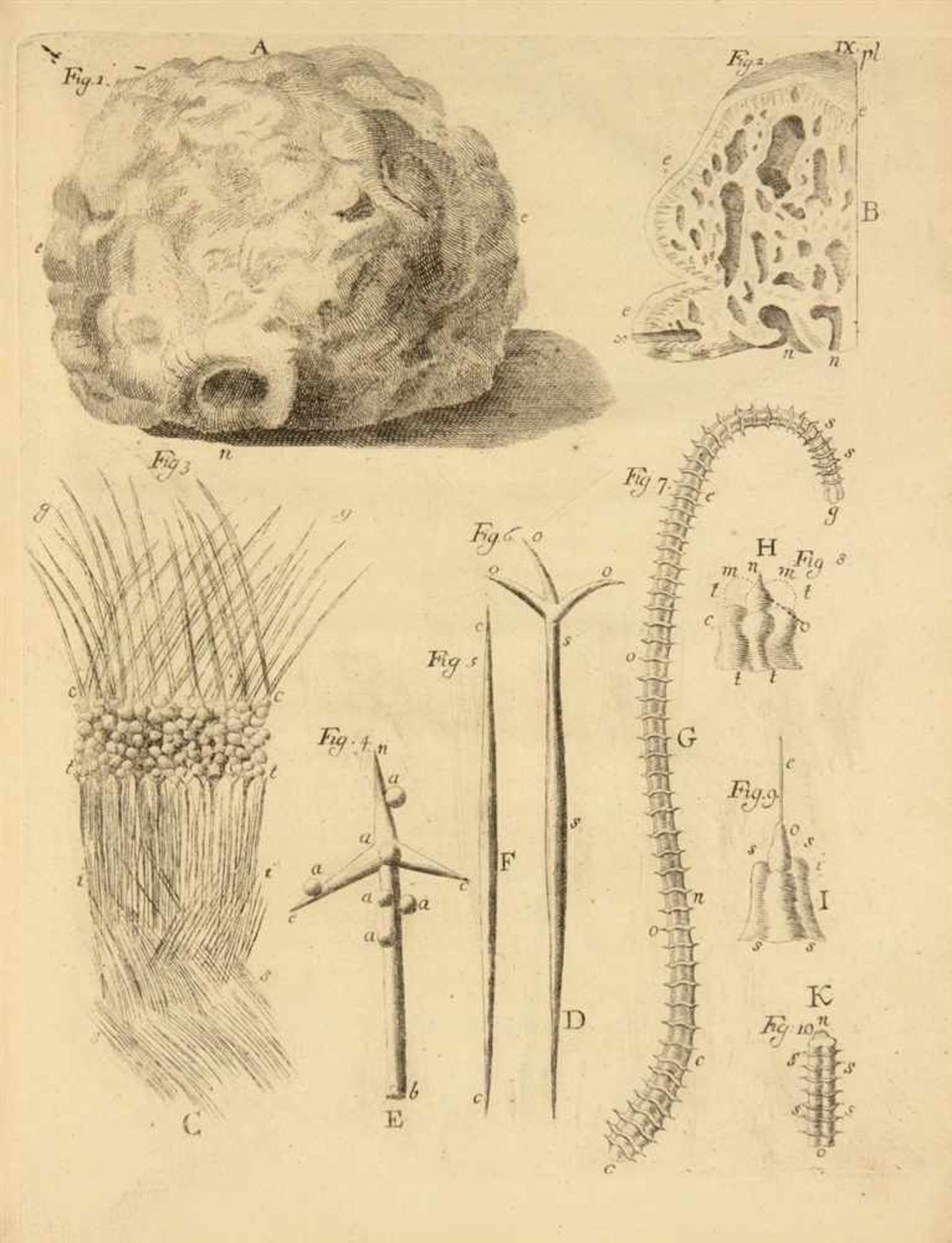 Korallen. - 2 naturwissenschaftliche Werke über Meeresbiologie. Den Haag 1756-1758. 25,7 x 20 cm. - Bild 2 aus 2