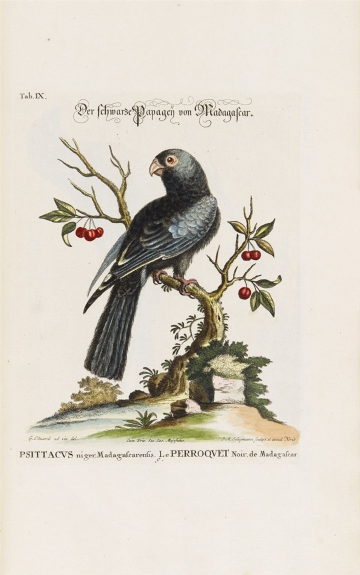 Seligmann, Johann Michael: Verzameling van uitlandsche en zeldsaame vogelen, benevens eenige