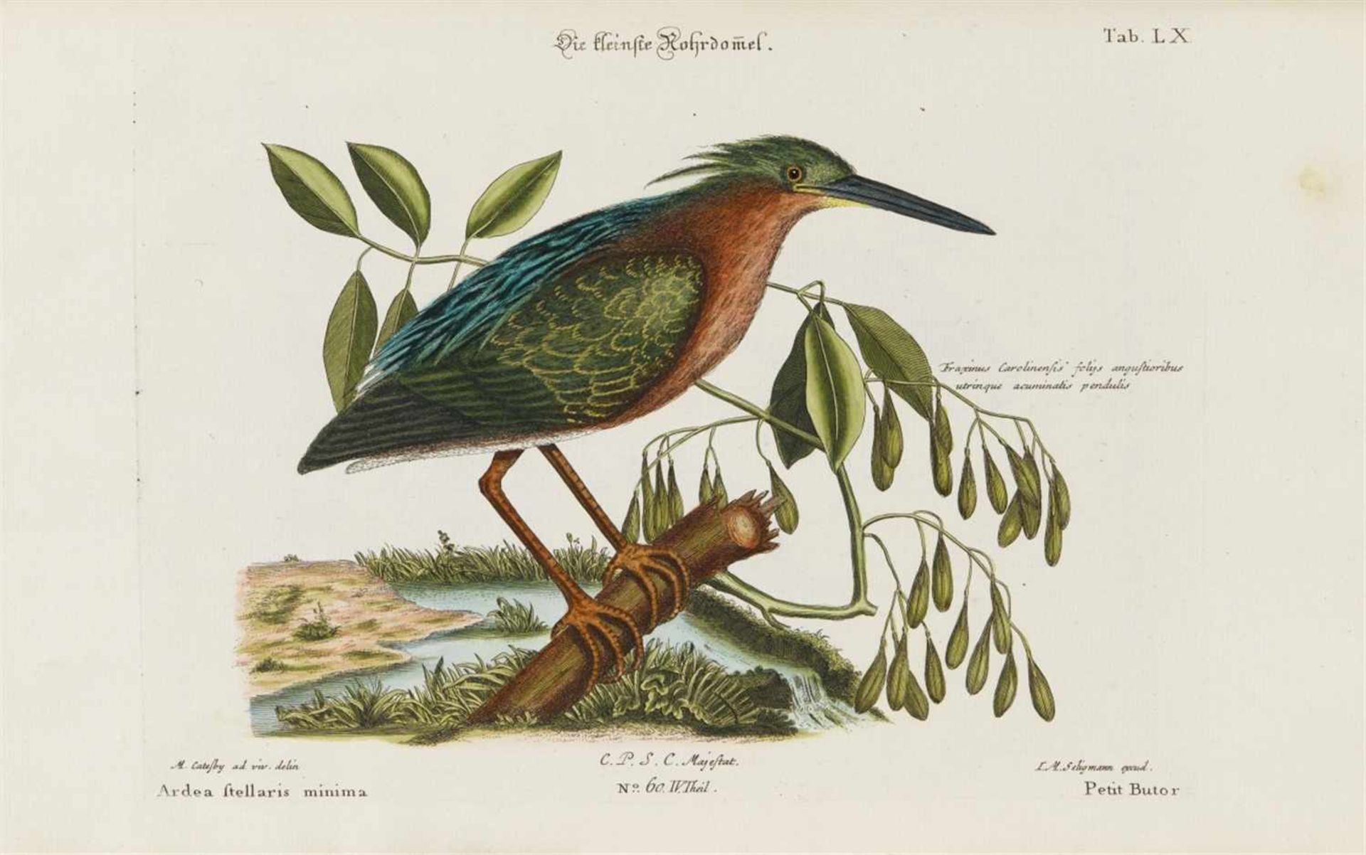Seligmann, Johann Michael: Verzameling van uitlandsche en zeldsaame vogelen, benevens eenige - Bild 9 aus 14