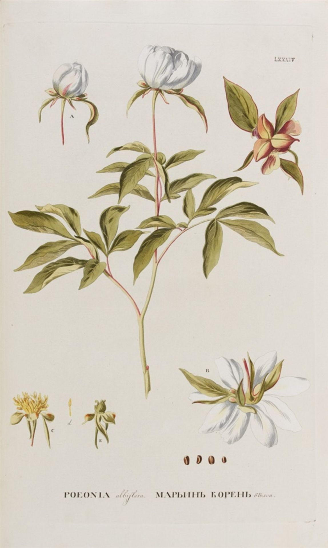 Pallas, Peter Simon: Flora Rossica, seu stirpium Imperii Rossici per Europam et Asiam indigenarum - Bild 5 aus 6