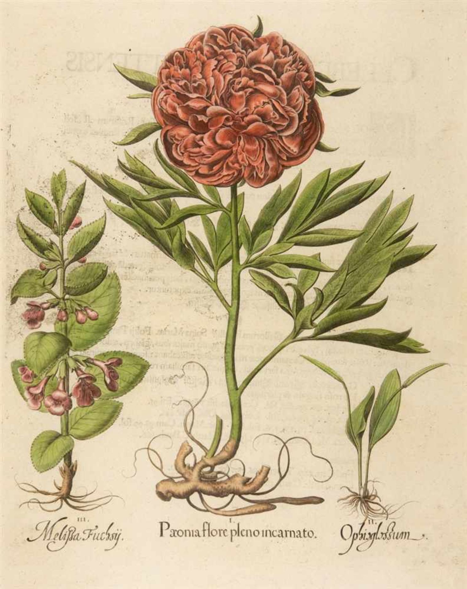 Hortus Eystettensis. I. Paeonia flore pleno incarnato / II. Ophioglossium / III. Melissa Fuchsii,
