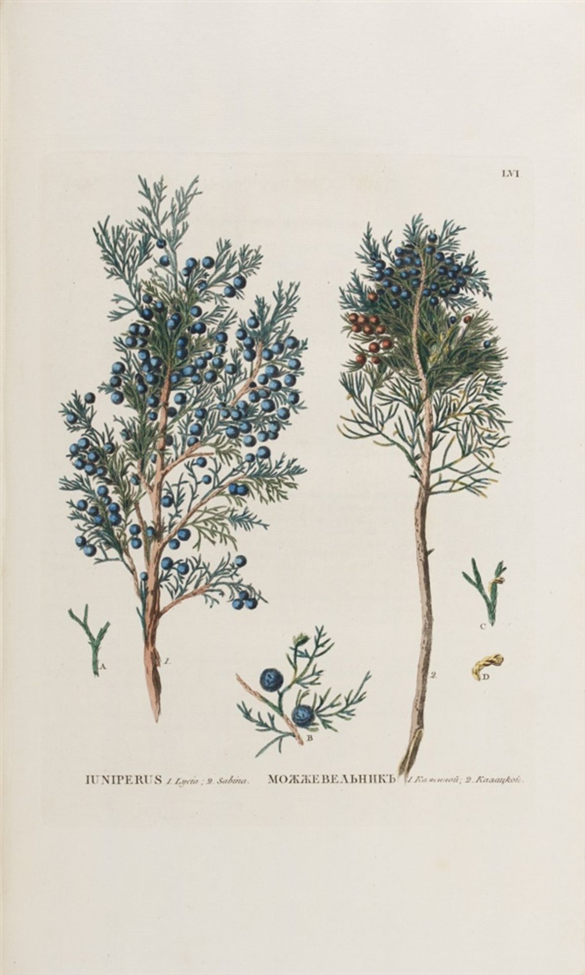 Pallas, Peter Simon: Flora Rossica, seu stirpium Imperii Rossici per Europam et Asiam indigenarum - Bild 4 aus 6