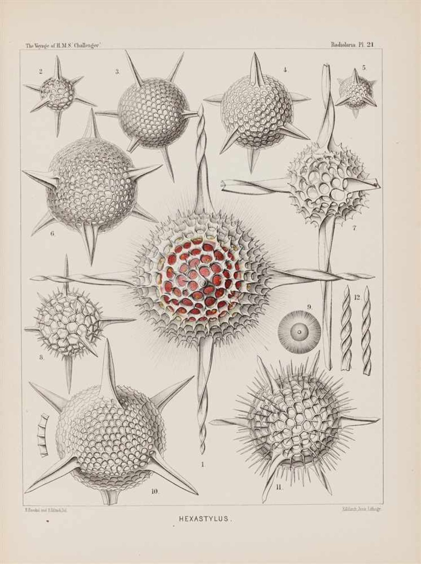 Haeckel, Ernst: Report on the Scientific Results of the Voyage of H.M.S. Challenger during the years