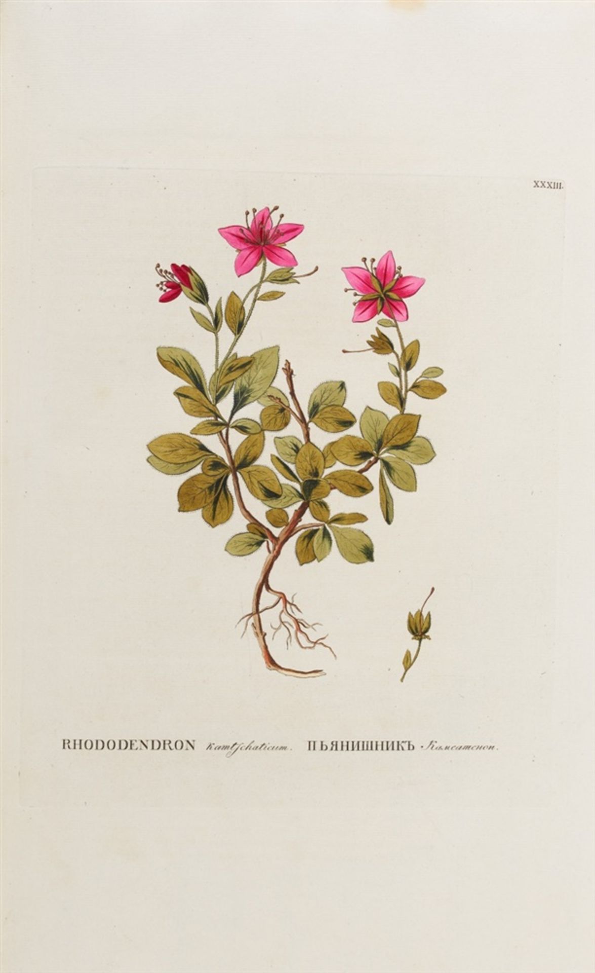Pallas, Peter Simon: Flora Rossica, seu stirpium Imperii Rossici per Europam et Asiam indigenarum - Bild 3 aus 6
