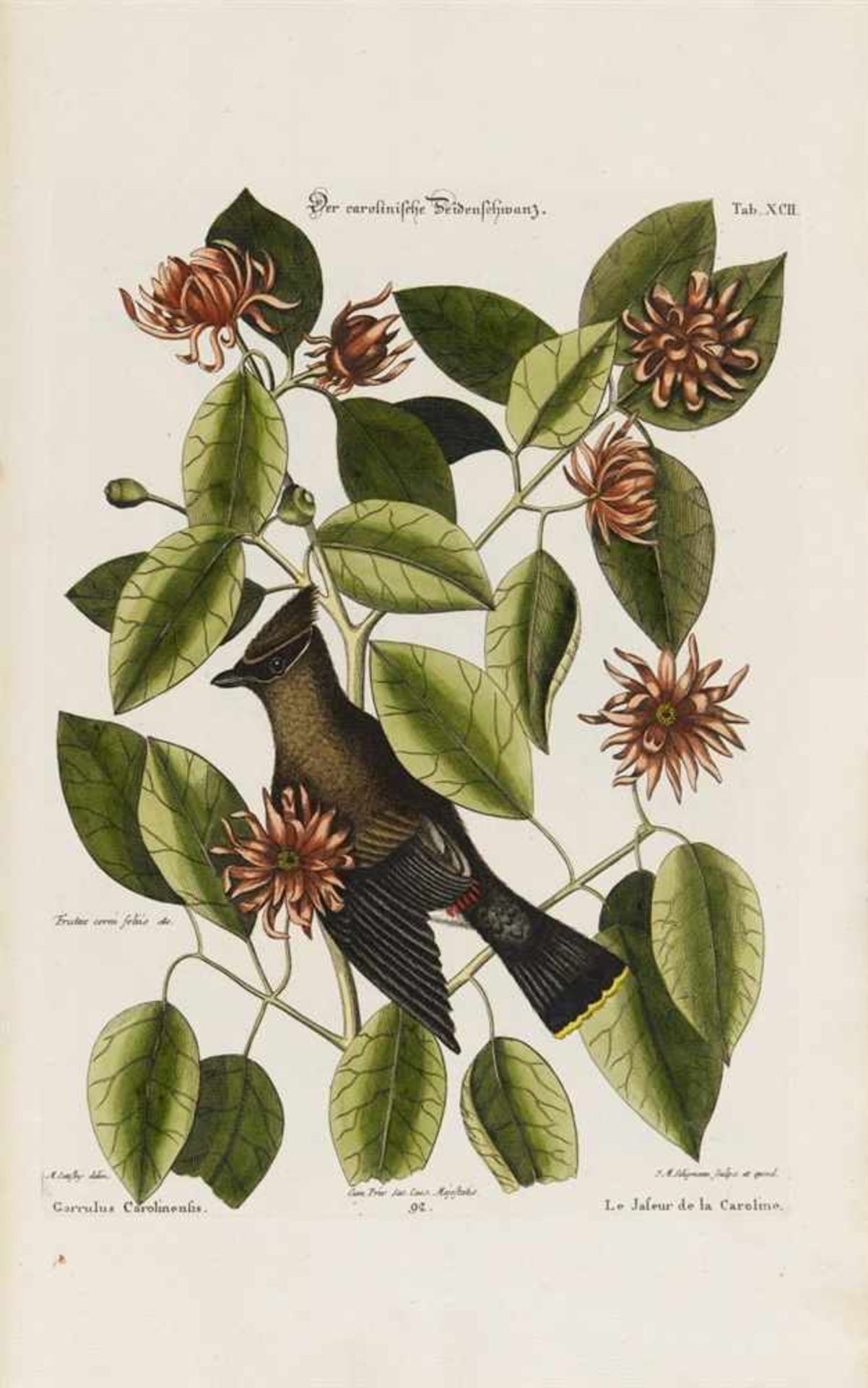 Seligmann, Johann Michael: Verzameling van uitlandsche en zeldsaame vogelen, benevens eenige - Bild 13 aus 14