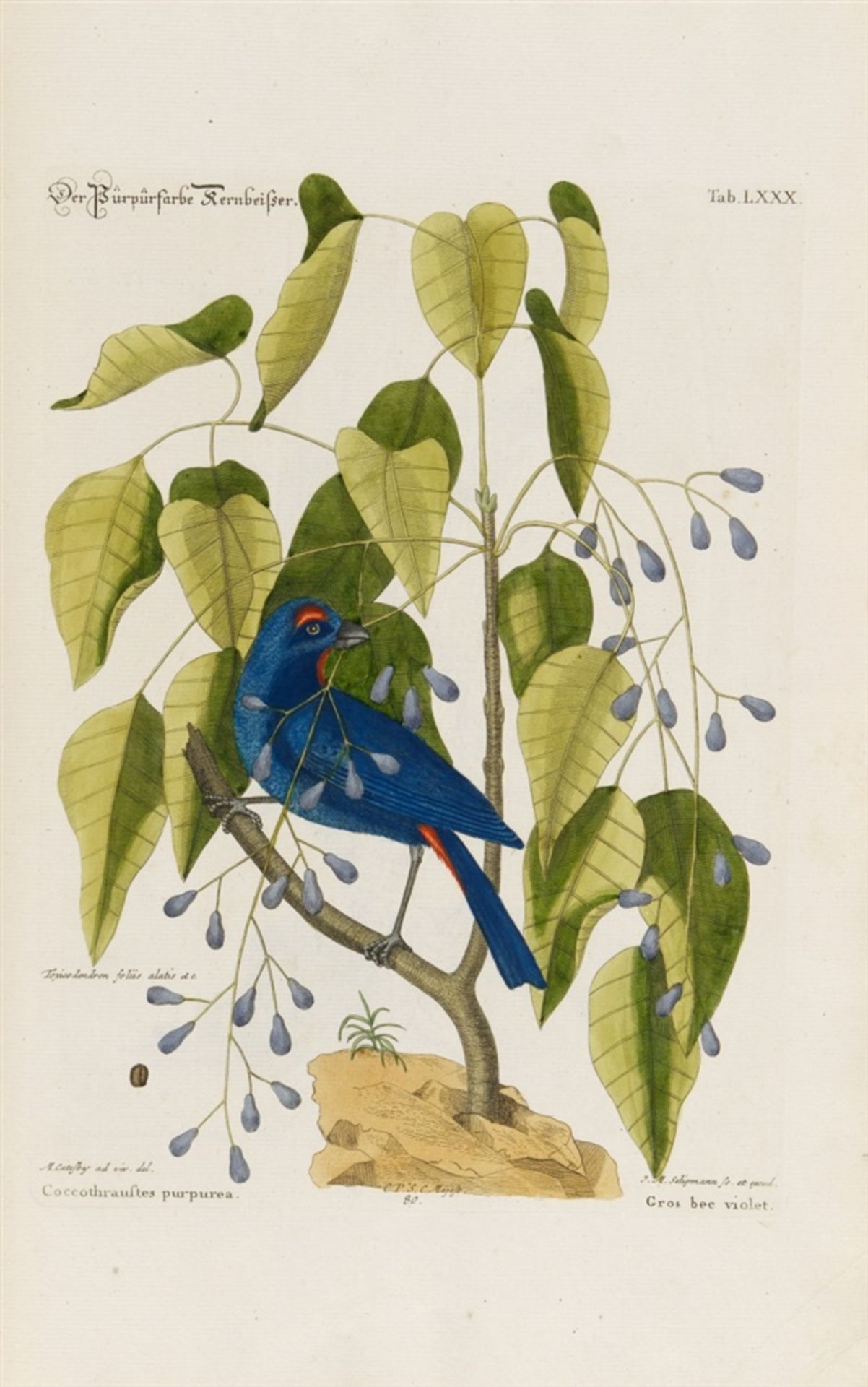 Seligmann, Johann Michael: Verzameling van uitlandsche en zeldsaame vogelen, benevens eenige - Bild 12 aus 14