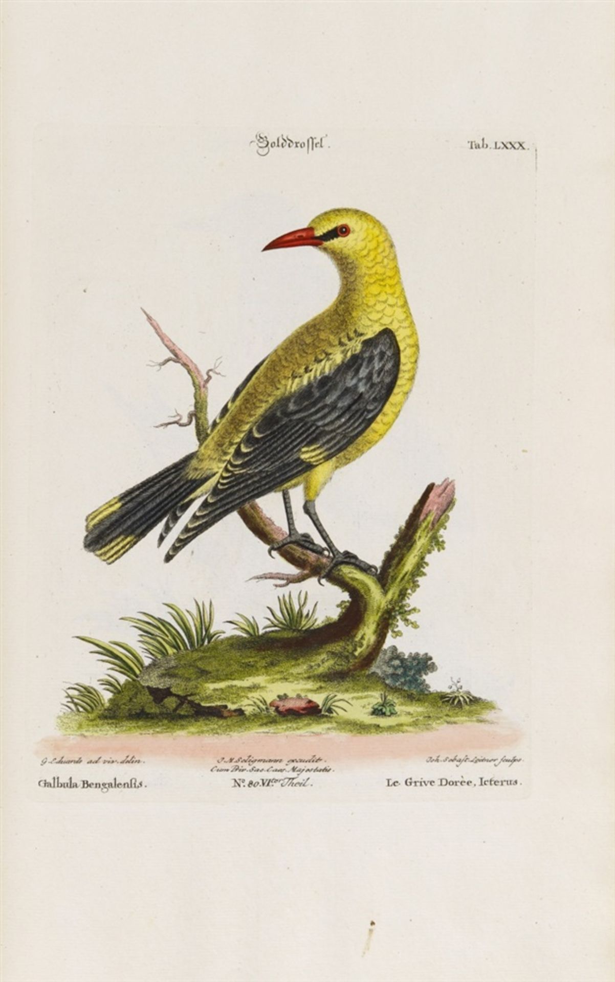 Seligmann, Johann Michael: Verzameling van uitlandsche en zeldsaame vogelen, benevens eenige - Bild 5 aus 14