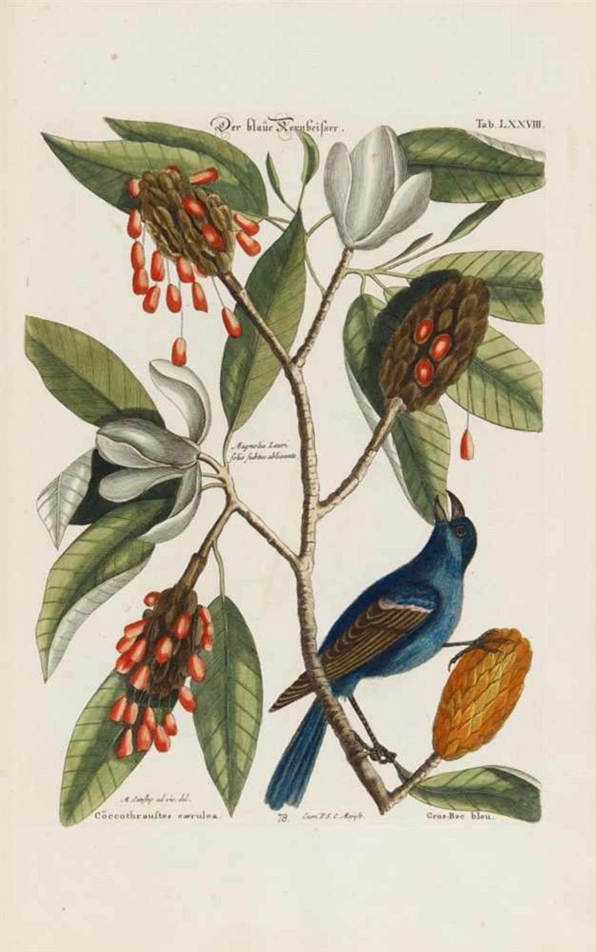 Seligmann, Johann Michael: Verzameling van uitlandsche en zeldsaame vogelen, benevens eenige - Bild 11 aus 14