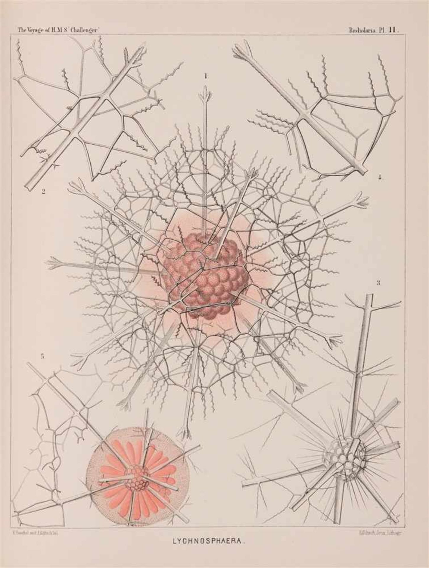 Haeckel, Ernst: Report on the Scientific Results of the Voyage of H.M.S. Challenger during the years - Bild 5 aus 6