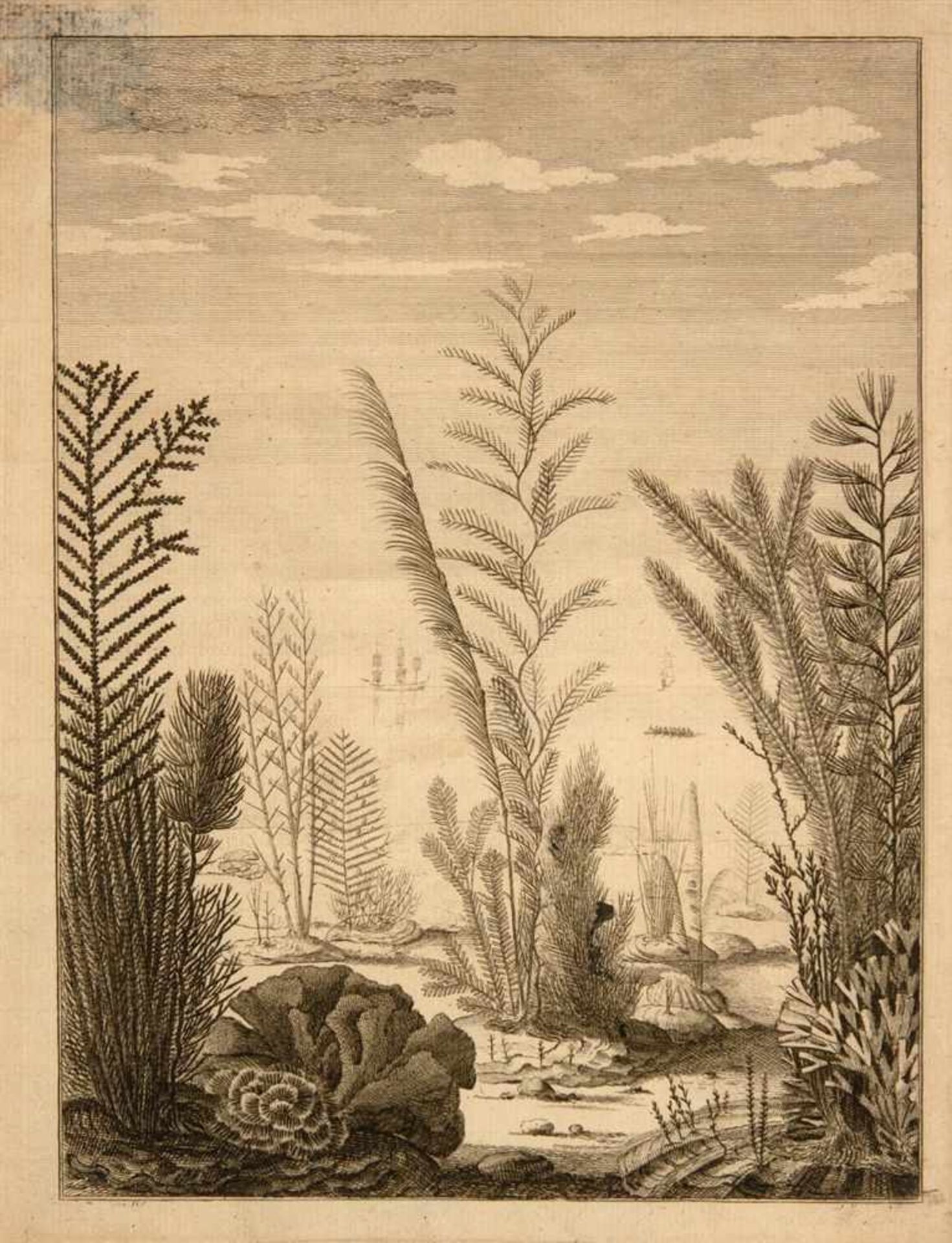 Korallen. - 2 naturwissenschaftliche Werke über Meeresbiologie. Den Haag 1756-1758. 25,7 x 20 cm.
