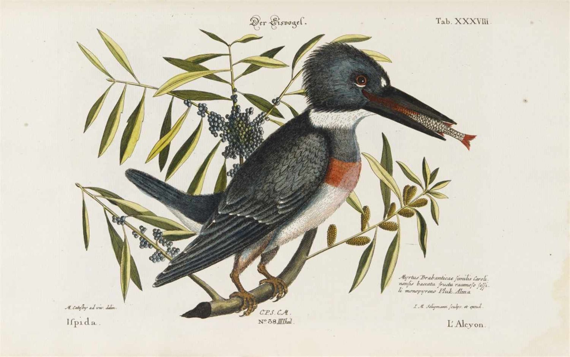 Seligmann, Johann Michael: Verzameling van uitlandsche en zeldsaame vogelen, benevens eenige - Bild 7 aus 14