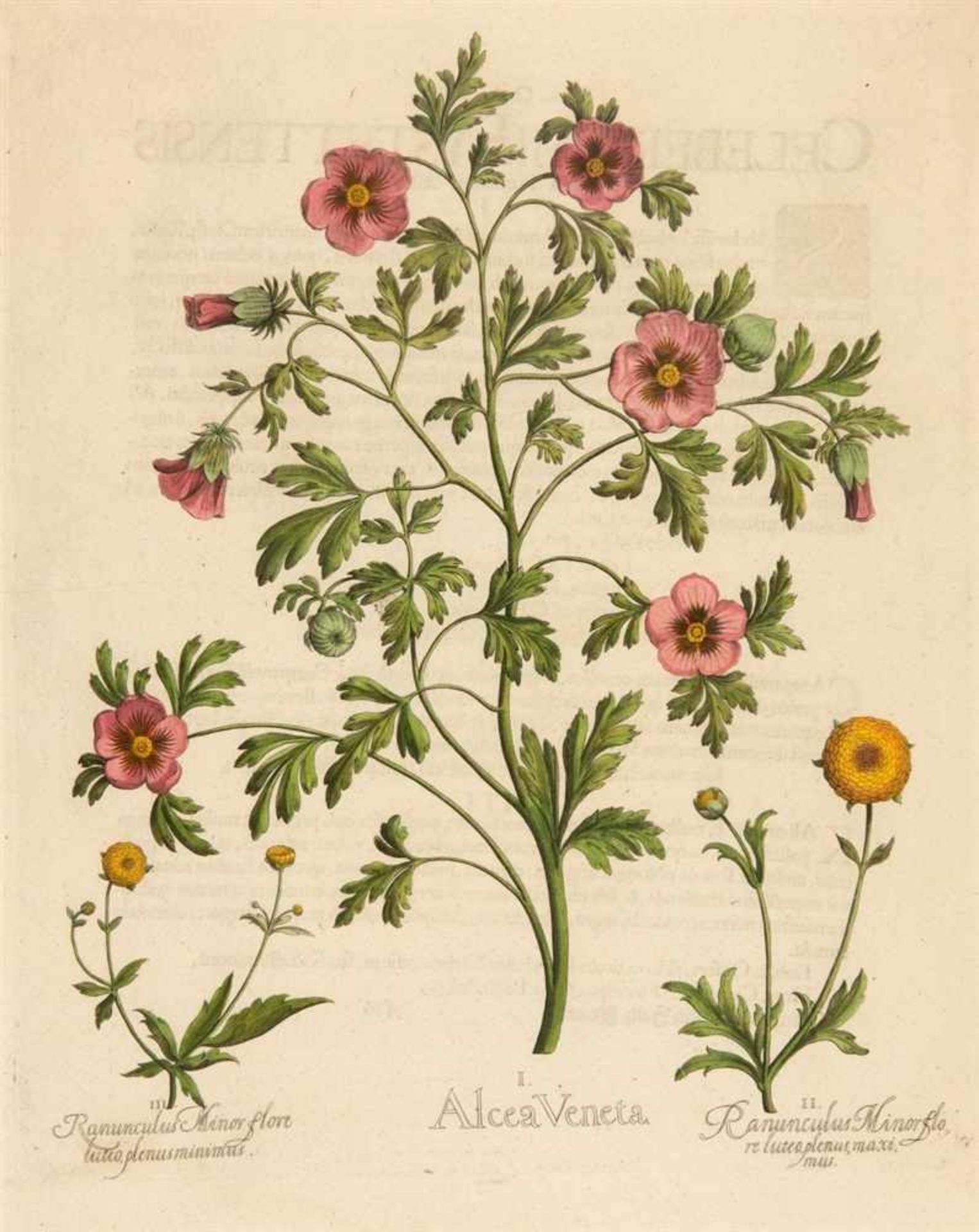 Hortus Eystettensis. I. Alcea Veneta / II. Ranunculus Minor flore luteo plenus maximus / III.