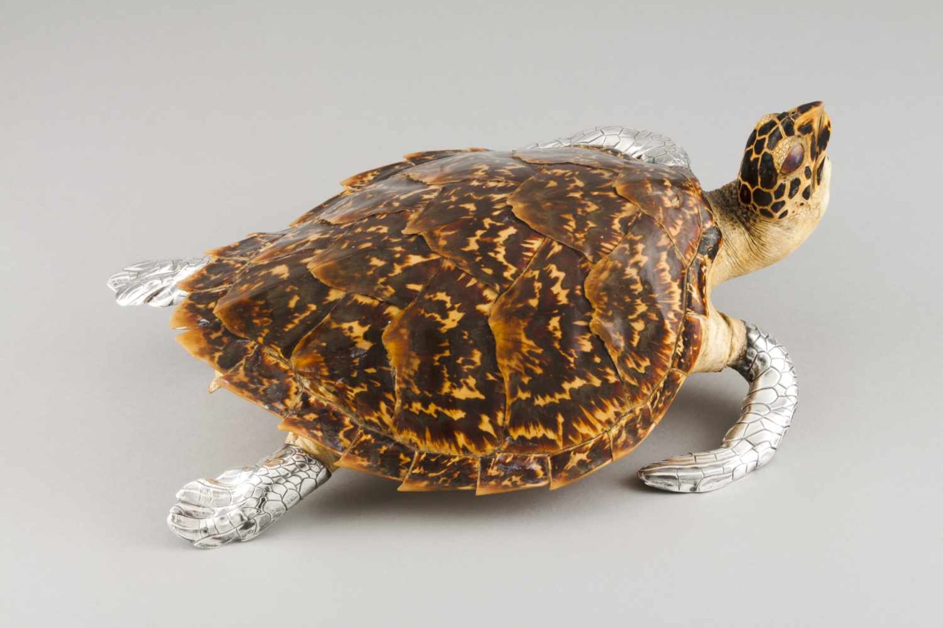 A Luiz Ferreira turtle