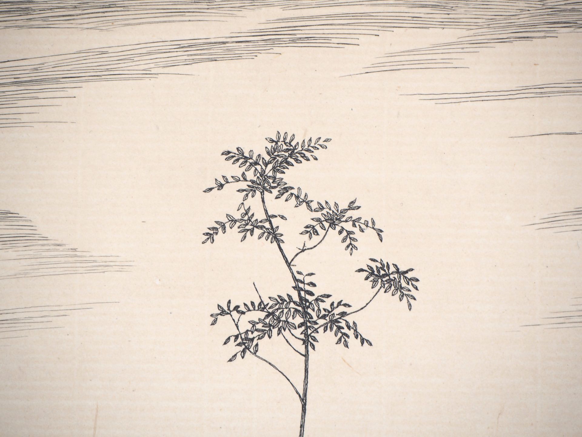 Kiyoshi HASEGAWA Un jeune arbre, 1953 Gravure originale sur vélin Signée dans la [...] - Bild 4 aus 7
