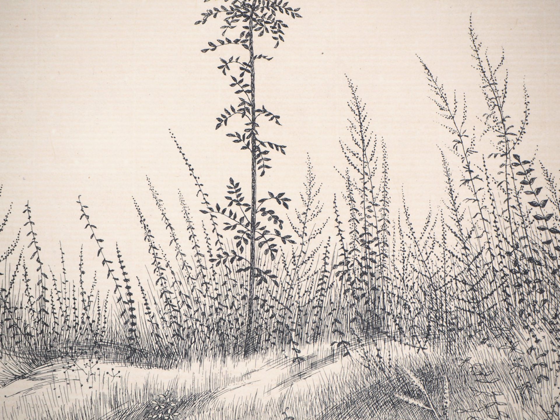 Kiyoshi HASEGAWA Un jeune arbre, 1953 Gravure originale sur vélin Signée dans la [...] - Bild 6 aus 7