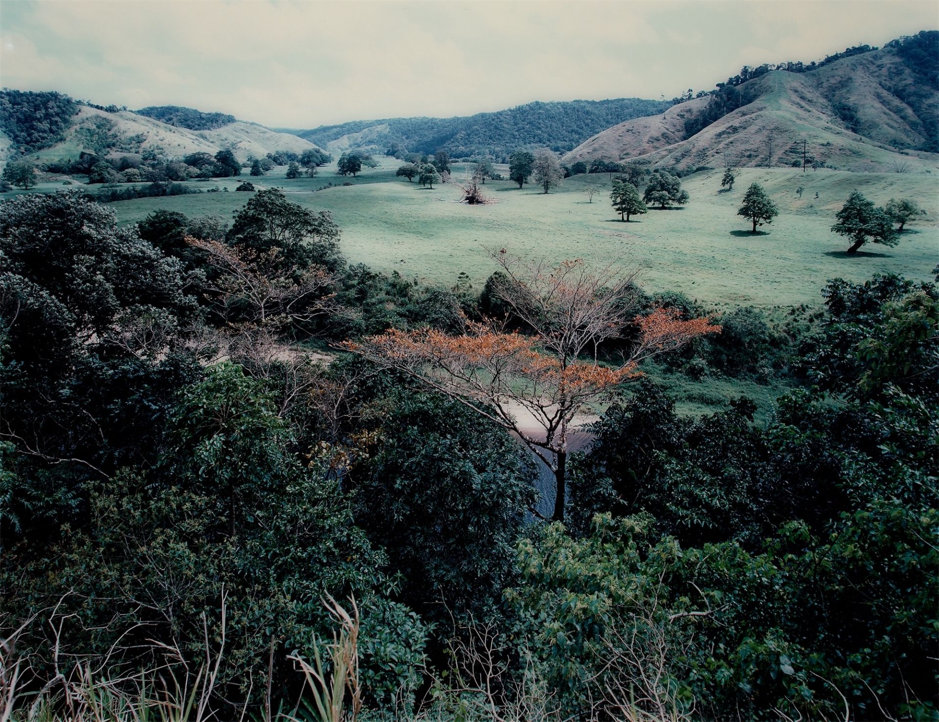 Thomas Struth. „Paradise 5, Daintree, Australien“. 1998