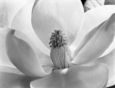 Imogen Cunningham. Magnolia Blossom. 1925