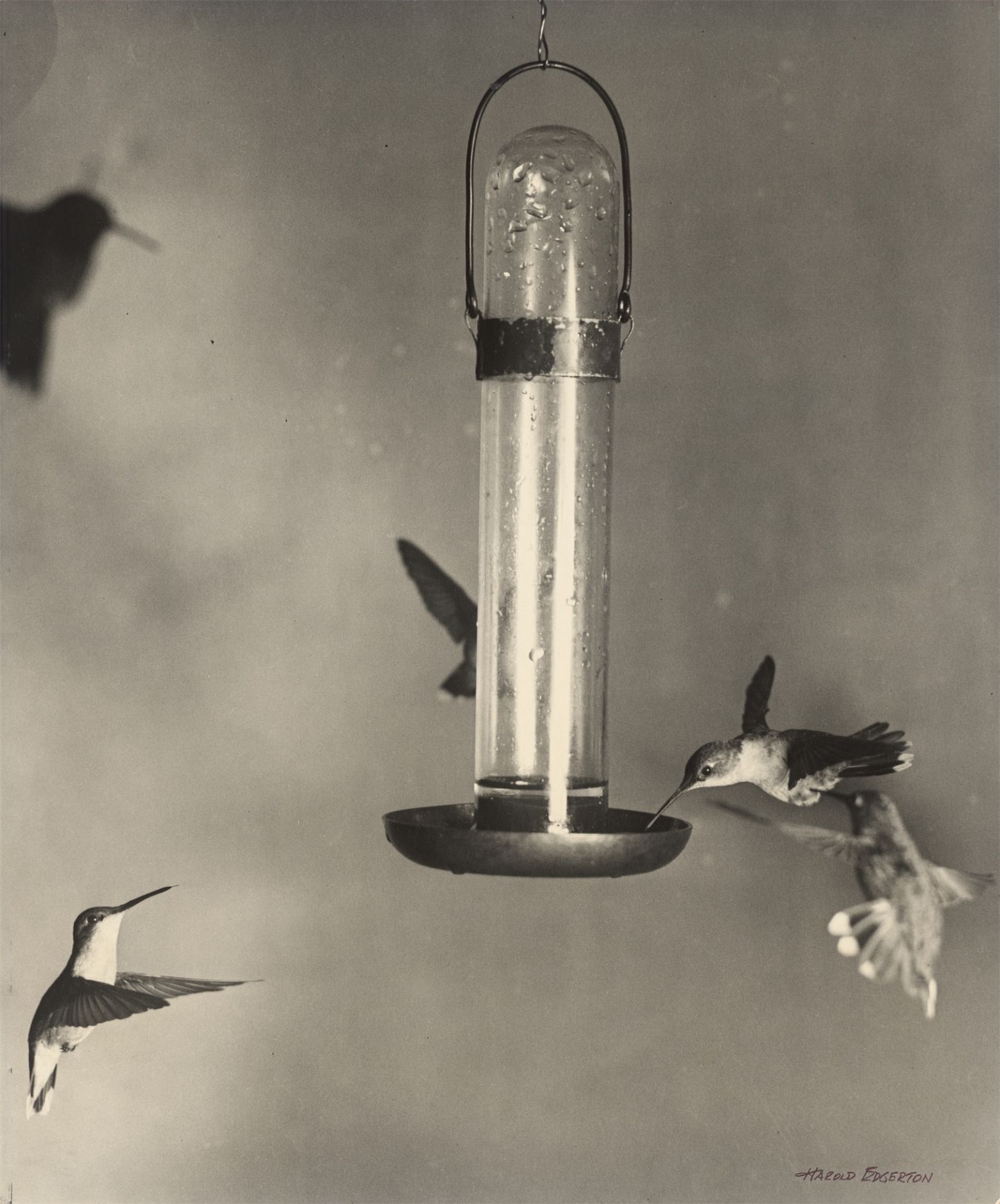 Harold E. Edgerton. „Ruby throated Humming Birds, Holderness, N. H.“ [New Hampshire]. 1936