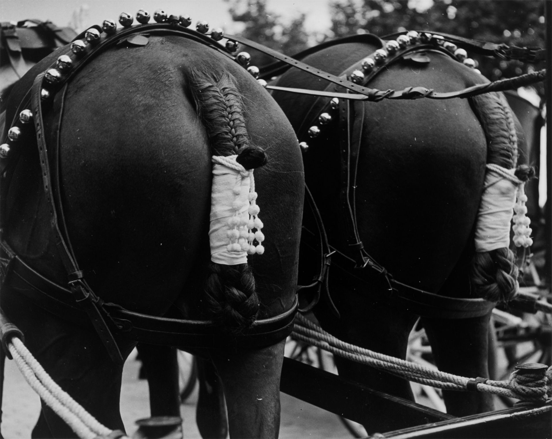 Herbert List. Pferde in der Bretagne. Um 1956