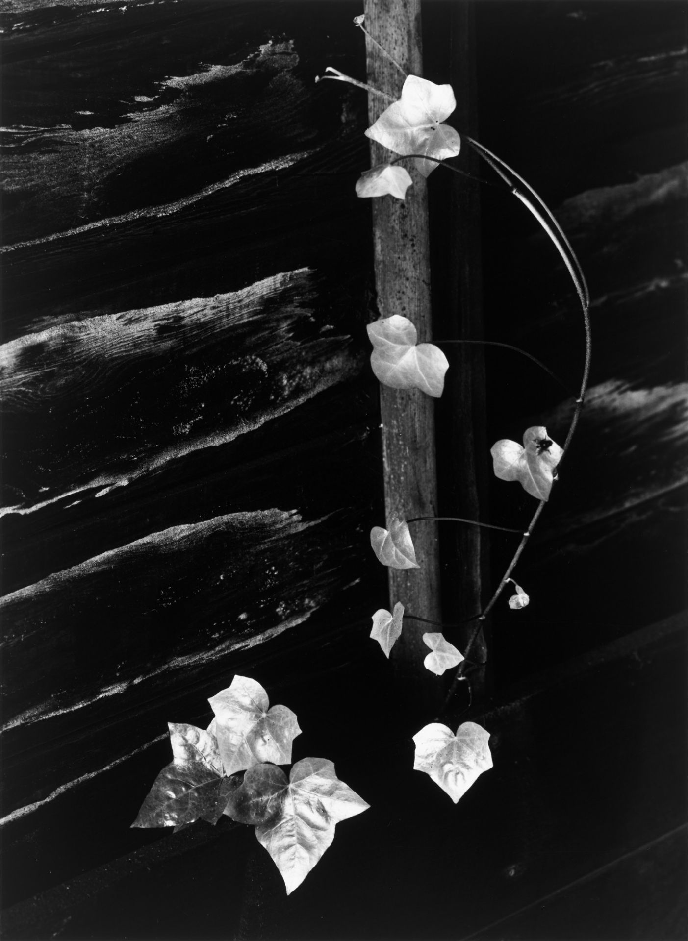 Minor White. Ivy, Portland, Oregon. 1964