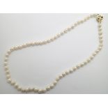 Single strand of pearls having a 9ct gold and ruby set clasp L: 46 cm