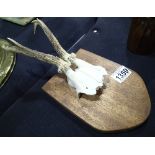 Pair of antlers on wooden base base measures 21 x 15 cm