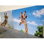 Two large photographical pictures of giraffes 1400 x 1000 mm