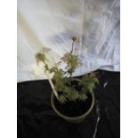 Sorbana Sorbifolia (Hardy Pinnate-leaved White flowering shrub) (4)