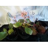 Three Large Potted Bergenia (6)