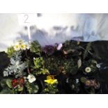 Fifteen Mixed Potted Plants (including Pansies, Bellis, Poppies,
