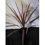 Red Cordyline (3)