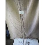 Three 6 - 7ft Silver Birch Trees (Open ground) (1)