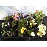 Fifteen Mixed Potted Plants (including Pansies, Bellis, Poppies,