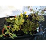 Six Large Potted Shrubs (including Wallfower, Bellis, Heather, Rosemary,
