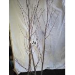 Three 6-7ft Silver Birch Trees (Open ground) (10)