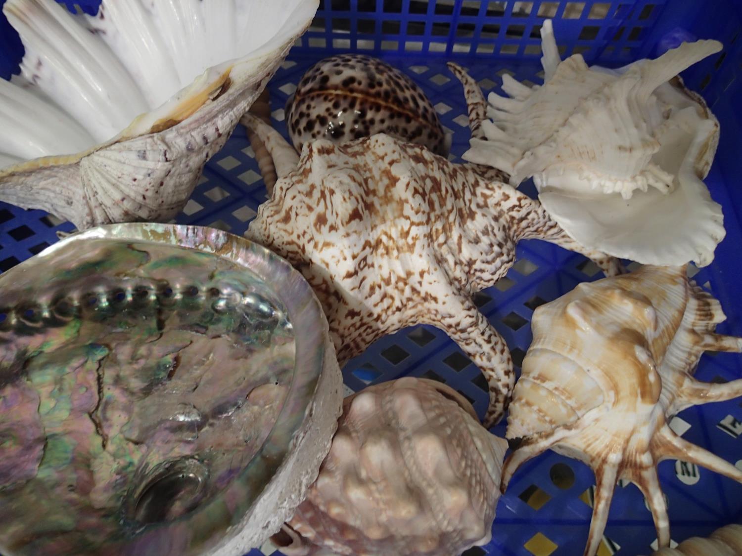 Box of mixed seashells including Cowrie and Abalone Condition Report: Shells are in good