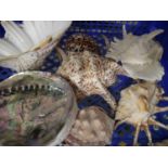 Box of mixed seashells including Cowrie and Abalone Condition Report: Shells are in good