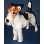 Royal Doulton Rough Haired Terrier 'Champion Crackley Startler' - No. HN1014 in gloss - 3.75". P&P