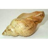 Royal Worcester shell form posy vase model G716, L: 8 cm. P&P group 1 (£16 for the first item and £
