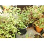 Four large garden planters with mixed plants. This lot is not available for in-house P&P, please