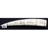 Reproduction composition scrimshaw tusk inscribed for the ship Regulus, L: 36 cm. P&P Group 1 (£14+
