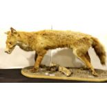 Full bodied fox mounted on a wooden base. This lot is not available for in-house P&P.