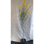 5ft broom shrub. This lot is not available for in-house P&P.