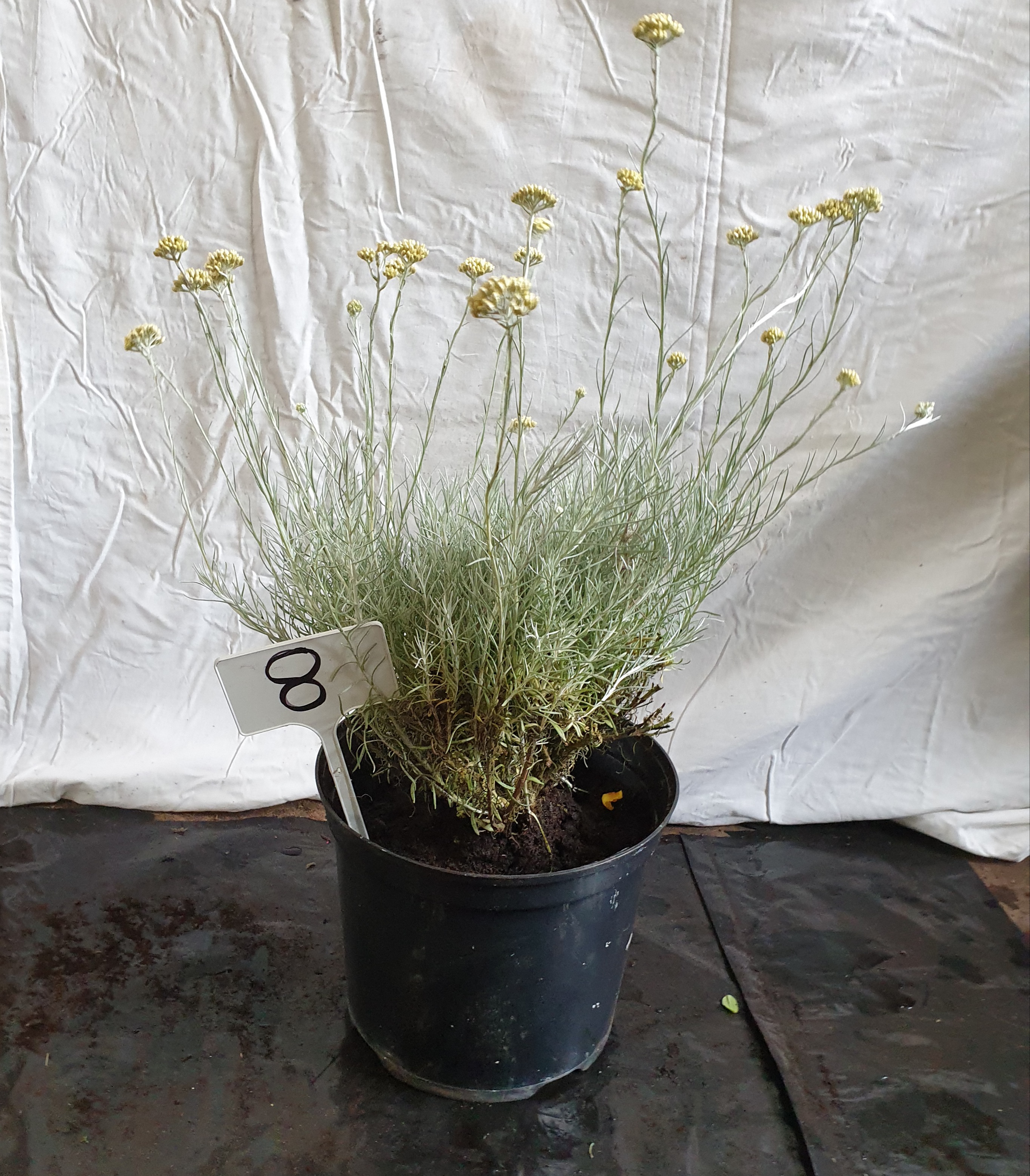 Large Helichrysum Italicum (Curry Plant). This lot is not available for in-house P&P.