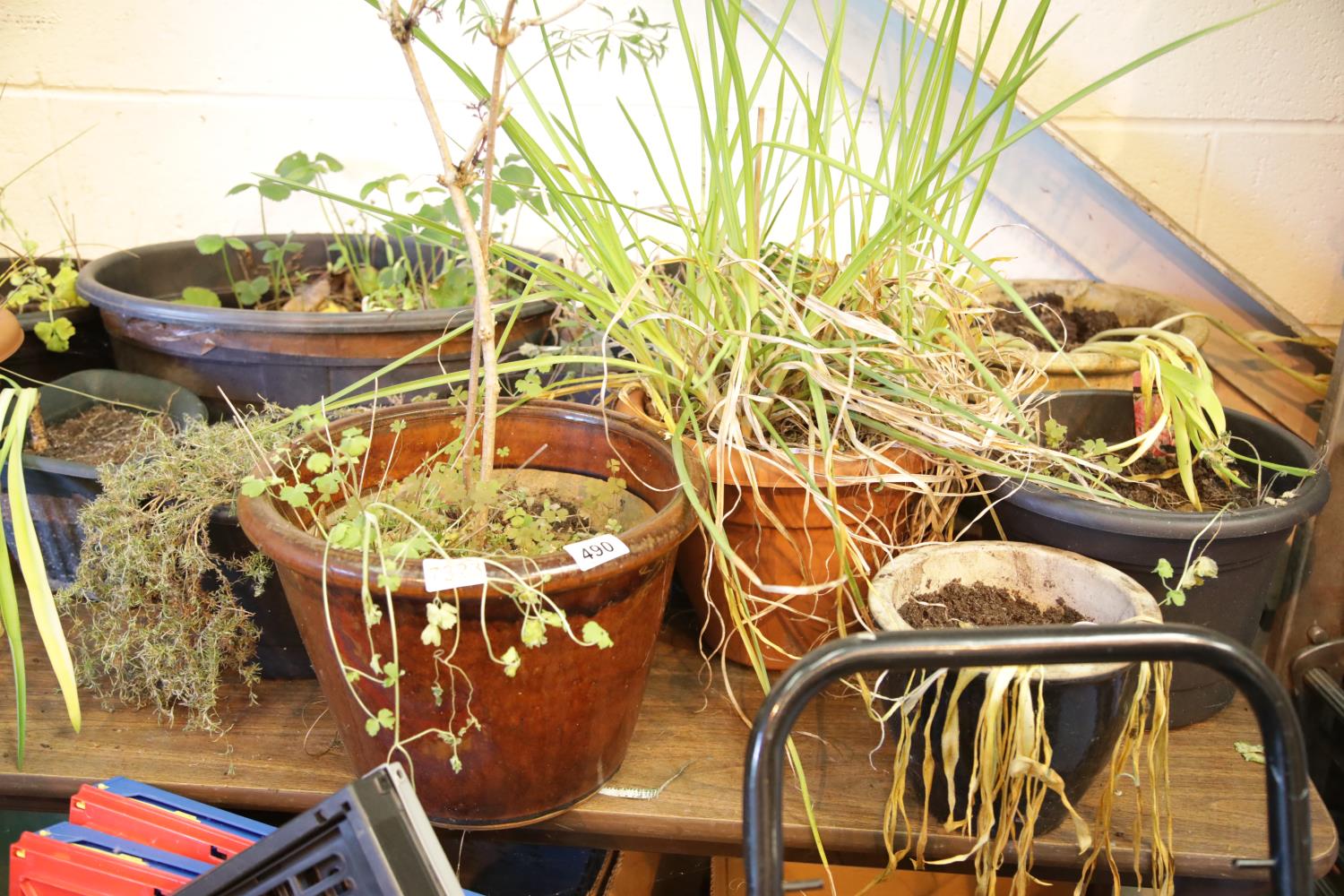 Large collection of mixed garden pots with plants. This lot is not available for in-house P&P.